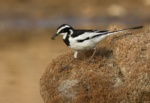 African Pied Wagtail